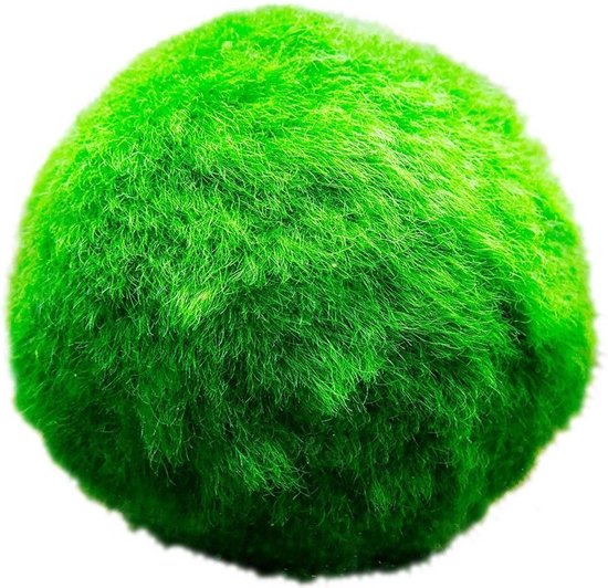 VDVELDE Marimo Mosballen - Chladoflora Aegagropila - 5 Mosbollen - Mosbal Ca. 5 cm - Zuurstofplant voor Vijver en Aquarium - Van der Velde Waterplanten