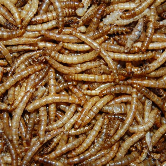 Gedroogde Meelwormen 25 liter bulkzak