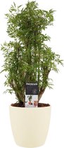 Kamerplant van Botanicly – Aralia incl. crème kleurig sierpot als set – Hoogte: 50 cm – Polyscias Balfouriana