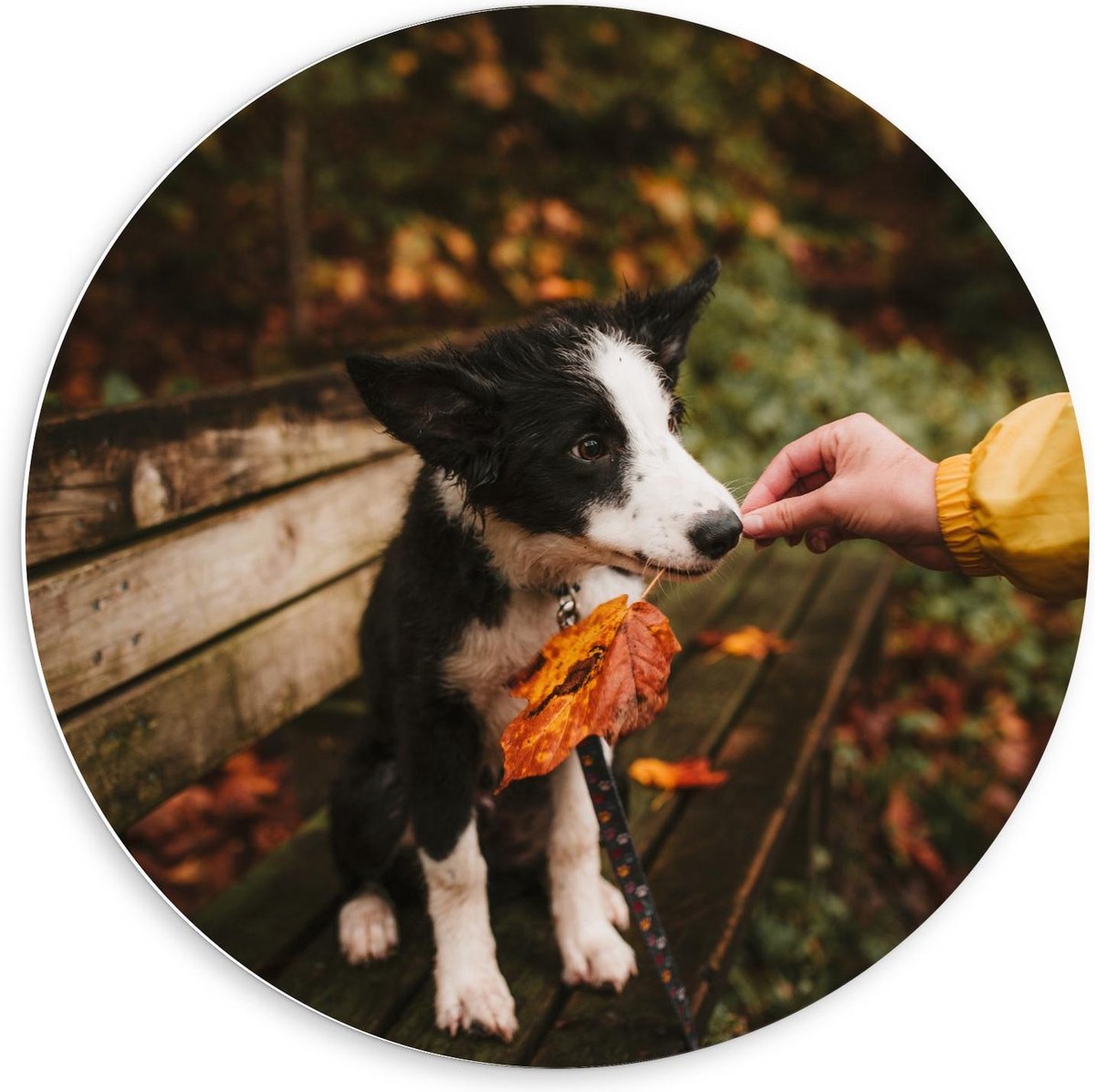 Forex Wandcirkel - Herfstbladeren in Mond van Pup - 60x60cm Foto op Wandcirkel (met ophangsysteem)
