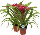 Breasy Bromelia Guzmania Deseo Pink | tropisch bloeiende kamerplant| 2 stuks | Ø12cm |  35-50 cm