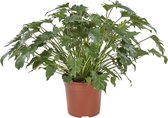 Hellogreen Kamerplant - Philodendron Xanadu - ↕ 70 cm