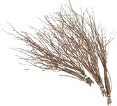Branches de bouleau, l: 50-60 cm, 20 pces