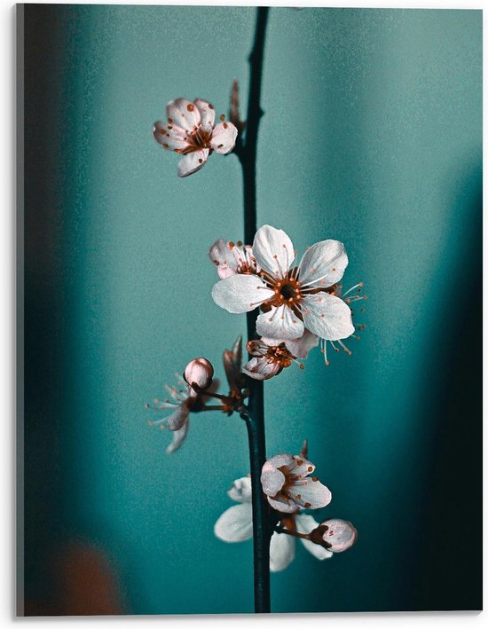 Acrylglas - Roze Bloemen aan Tak - 30x40cm Foto op Acrylglas (Wanddecoratie op Acrylglas)