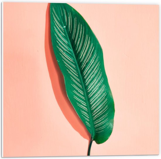 Forex - Groen Blad op Roze Achtergrond - 50x50cm Foto op Forex