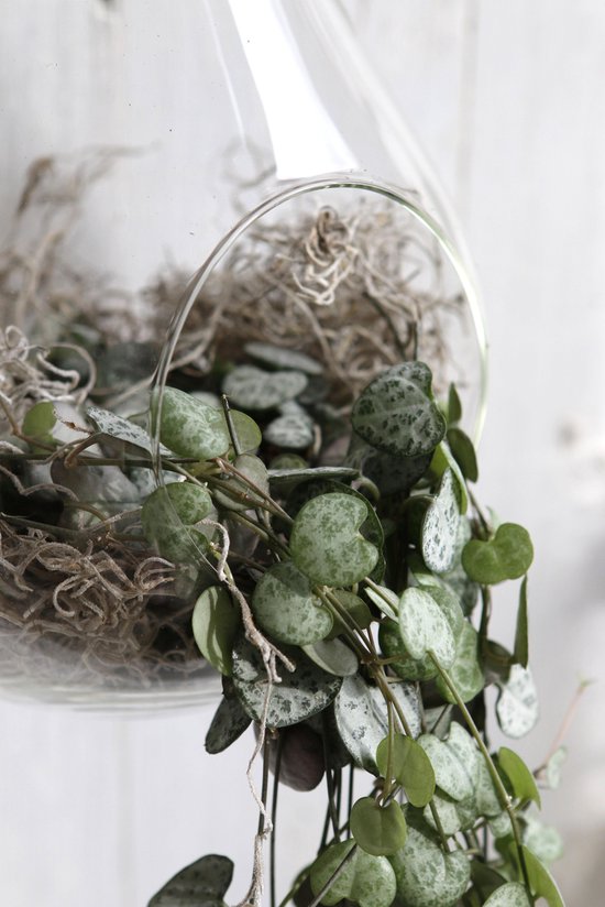 Hangvaas van Glas - Plantenhanger - met Ophangbaar Touw - Ø15 h.25 cm. |  bol.com
