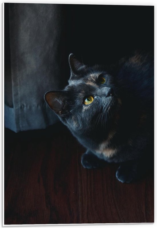 Forex - Hoofd van Zwarte Kat met Donkere Achtergrond  - 40x60cm Foto op Forex