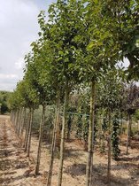 Sierpeer - Pyrus calleryana Chanticleer | Omtrek: 10-14 cm | Hoogte: 300 cm