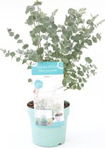 Eucalyptus gunnii Azura (SKEUCA17AZU)