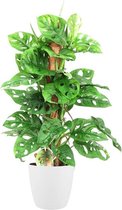 Hellogreen Kamerplant - Monstera Monkey Leaf - Met mosstok - ↕ 65 cm - Elho Brussels wit