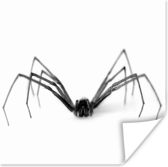 Zwarte spin op witte achtergrond poster papier 150x150 cm - Foto print op  Poster... | bol.com
