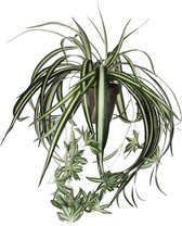 Mica Decorations Chlorophytum Kunstplant in Bloempot Stan - H45 x Ø45 cm - Groen