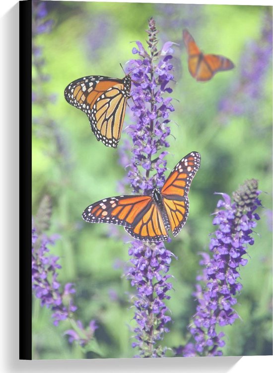 Canvas  - Oranje Vlinders bij Lavendel - 40x60cm Foto op Canvas Schilderij (Wanddecoratie op Canvas)