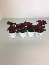 Kerstkunstplant (4 stuks)