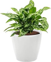 Aglaonema Maria in watergevende Classico wit | Chinese Evergreen