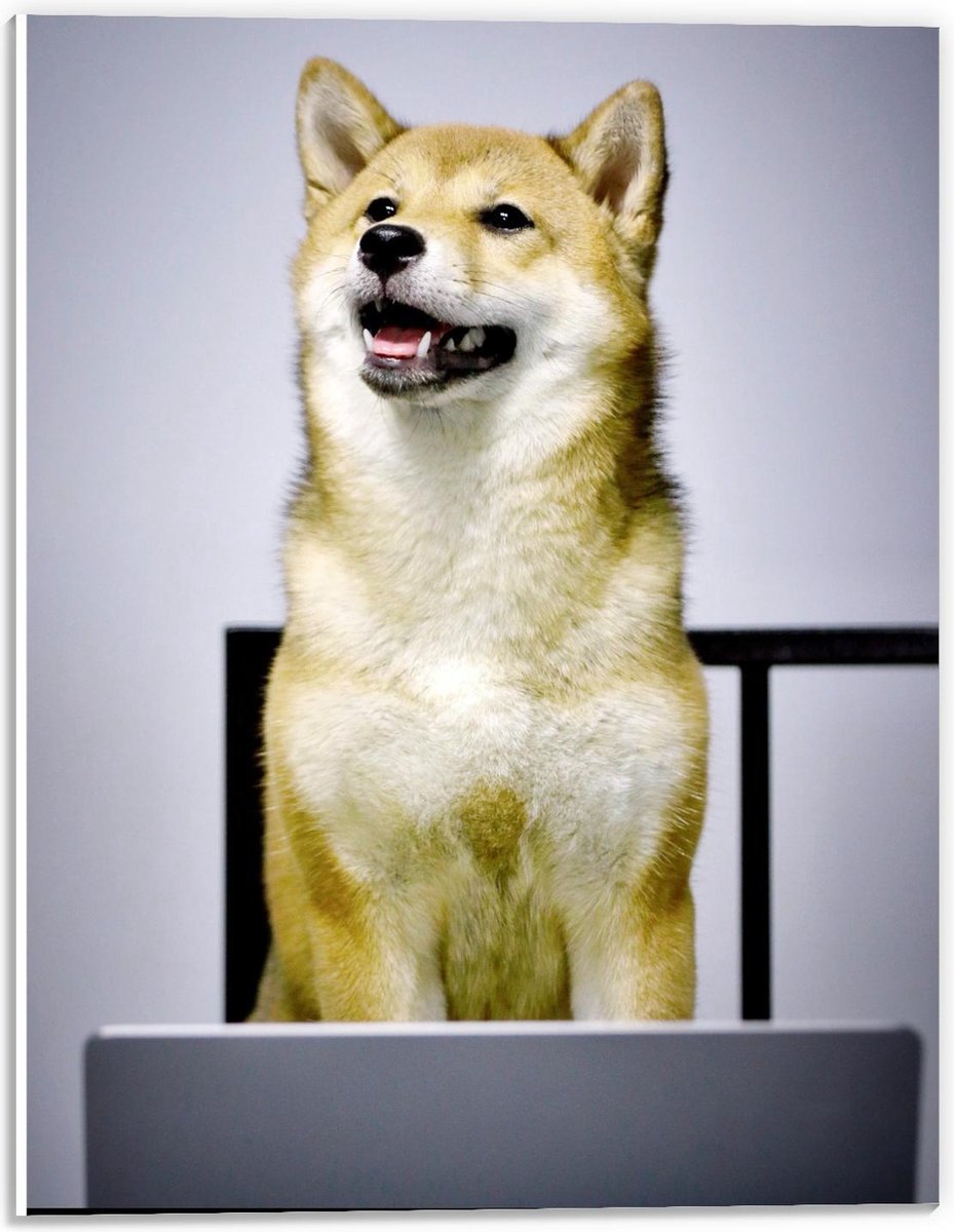 Forex - Werkende Hond achter achter Laptop - 30x40cm Foto op Forex