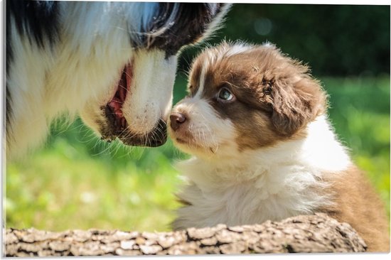 Acrylglas - Bruine Pup met Moeder - 60x40cm Foto op Acrylglas (Wanddecoratie op Acrylglas)