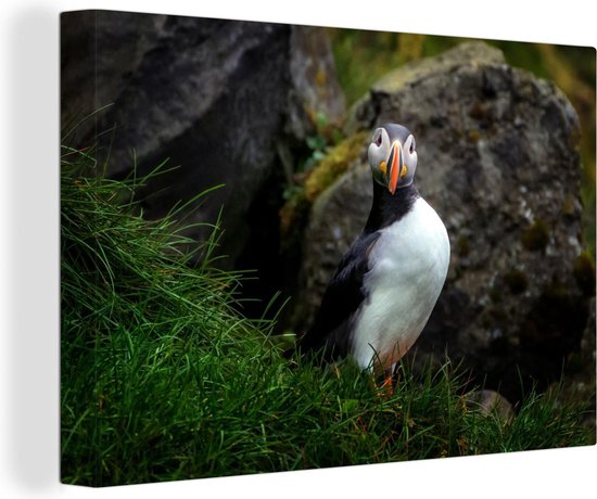 Canvas Schilderij Puffin op een eiland - 60x40 cm - Wanddecoratie