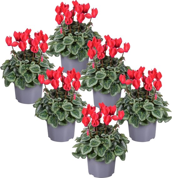 MoreLIPS® - Alpenviooltjes - Cyclamen - set van 6 planten - rode bloemen -  zilver blad... | bol.com
