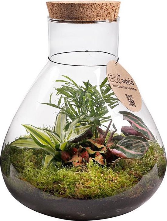 Ecoworld Tropical Biosphere - Ecosysteem in Fles - 3 Gekleurde Planten - Piramide Glas XL - Ø 30 cm - Hoogte 36 cm
