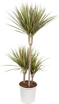 Kamerplant van Botanicly – Drakenboom – Hoogte: 105 cm, 3 takken – Dracaena Bicolour