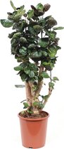 Kamerplant van Botanicly – Polyscias Fabian – Hoogte: 100 cm