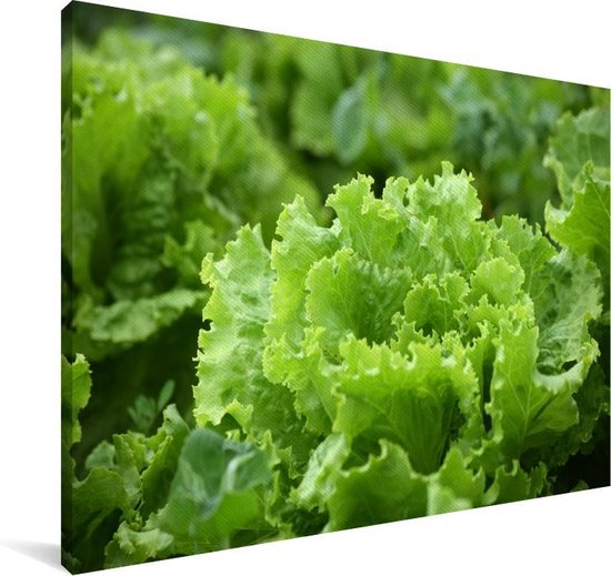 Gros plan d'une tête de laitue Toile 60x40 cm - Tirage photo sur toile (Décoration murale salon / chambre)
