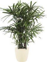 Kamerplant van Botanicly – Bamboepalm incl. crème kleurig sierpot als set – Hoogte: 110 cm – Rhapis Excelsa