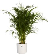 FloriaFor - Goudpalm In ® ELHO B.for Soft Sierpot - - ↨ 125cm - ⌀ 24cm