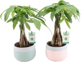 FloriaFor - Pachira Aquatica Mint-Mosaic Keramiek - - ↨ 45cm - ⌀ 15cm