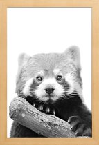 JUNIQE - Poster met houten lijst Red Panda -13x18 /Wit & Zwart