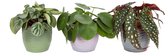 Trio Begonia maculata, Pilea peperomioides en Peperomia Argyreia ↨ 20cm - 3 stuks - hoge kwaliteit planten