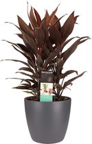 Cordyline Tango Toef met Elho brussels antracite ↨ 60cm - hoge kwaliteit planten