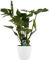 Monstera Deliciosa - Elho brussels white ↨ 70cm - hoge kwaliteit planten