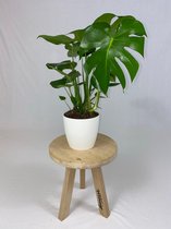 Monstera Deliciosa Struik met ElhoBrussels 20 wit ↨ 70cm - hoge kwaliteit planten