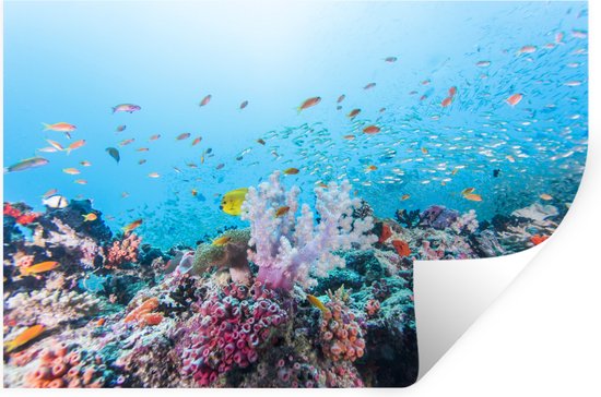 Muurstickers - Sticker Folie - Kleurrijk koraal in een heldere oceaan - 60x40 cm - Plakfolie - Muurstickers Kinderkamer - Zelfklevend Behang - Zelfklevend behangpapier - Stickerfolie