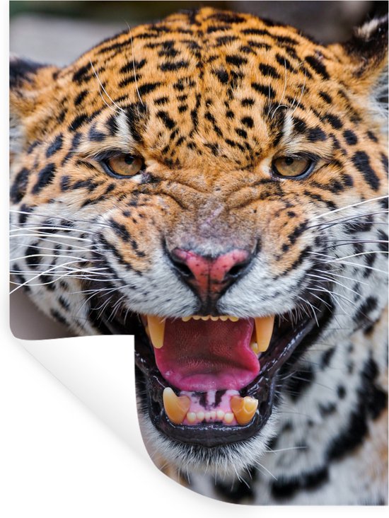 Sticker Muursticker Prédateurs - Gros plan jaguar - 30x40 cm - film adhésif autocollant - sticker mural repositionnable