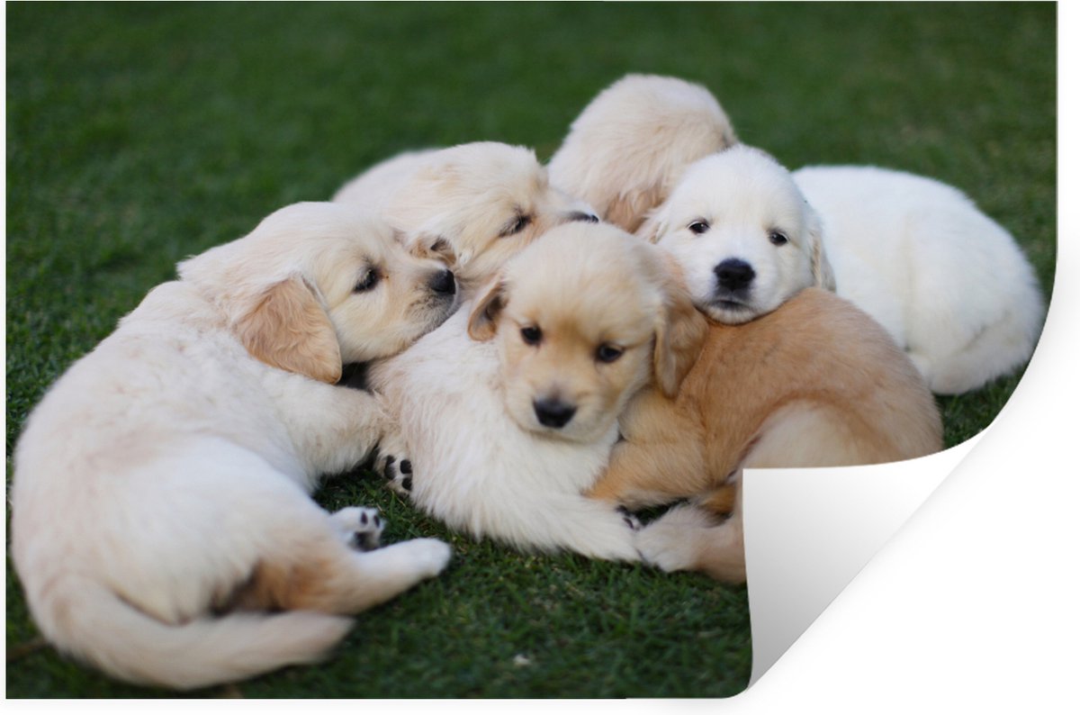 Muurstickers - Sticker Folie - Dieren - Puppy's - Honden - 30x20 cm - Plakfolie - Muurstic