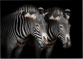 Zebra koppel op zwarte achtergrond - Foto op Posterpapier - 42 x 29.7 cm (A3)