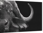 Buffalo zwart wit - Foto op Canvas - 90 x 60 cm