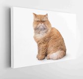 Onlinecanvas - Schilderij - Persian Orange Angry Fat Cat Garfield Isolated Art Horizontal Horizontal - Multicolor - 60 X 80 Cm