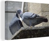Couple de pigeons voyageurs dans les rues Toile 30x20 cm - petit - Tirage photo sur toile (Décoration murale salon / chambre)