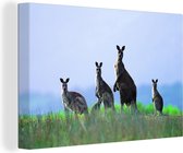 Canvas Schilderij Kangoeroes - Dieren - Gras - 120x80 cm - Wanddecoratie