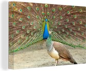 Canvas Schilderij Pauwen - Vogels - Veren - 120x80 cm - Wanddecoratie