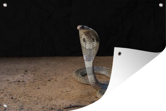 Tuindecoratie Indische cobra beweegt zich voort in het zand - 60x40 cm - Tuinposter - Tuindoek - Buitenposter