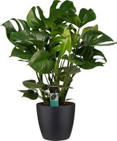 Decorum Monstera Deliciosa - Elho brussels black – ↨ 70cm – ⌀ 24cm