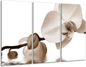 Glasschilderij Orchidee - Sepia, Bruin - 120x80cm 3Luik - Foto Op Glas - Geen Acrylglas Schilderij - GroepArt 6000+ Glas Art Collectie - Maatwerk Mogelijk