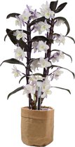 Mama's Planten - Dendrobium Nobile Bamboo - Paars - Bruine Sizo Bag - Orchidee - Geeft Sfeer En Kleur - ↨ 50cm - ⌀ 15cm
