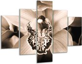 Peinture sur verre d'orchidée | Sépia, Marron | 100x70cm 5Liège | Tirage photo sur verre |  F001874