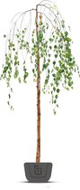 Treurberk | Betula pendula Younghii | Stamomtrek: 12-14 cm | Stamhoogte: 220 cm